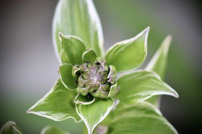 Close-up of green plant