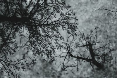 Low angle view of silhouette bare tree against sky