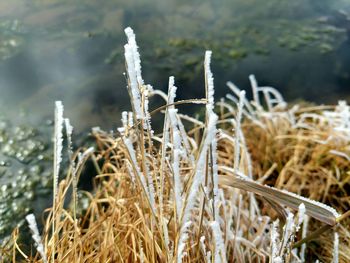 Close-up of frozen plants on land