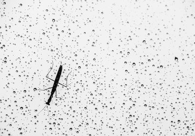 Close-up of insect on glass against white background