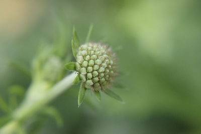 Close-up of white flower plant