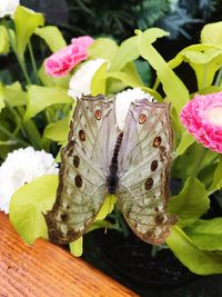 Close-up of butterfly on flower