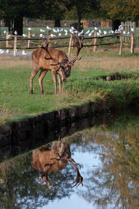 View of deer drinking water in lake