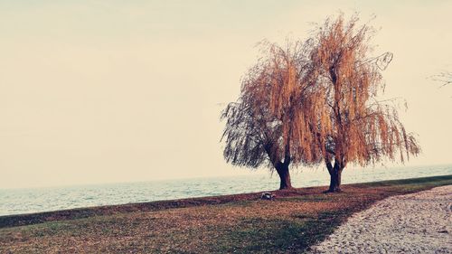 Trees on beach against clear sky