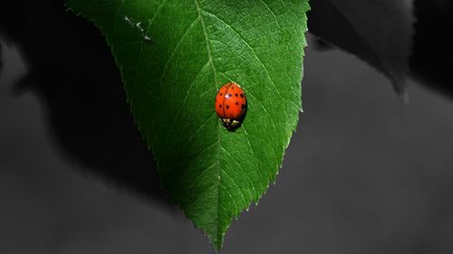 High angle view of ladybug on leaf