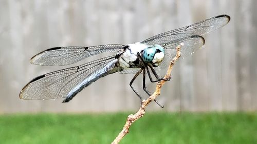 Close-up of dragonfly on plant