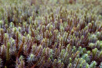 Full frame shot of plants