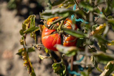 Close-up of cherries on plant