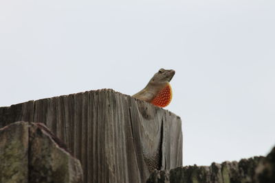 Close-up of bird perching on wooden post against clear sky