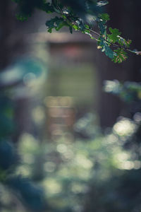 Defocused image of tree