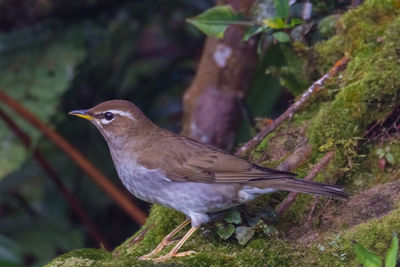 Close-up of bird perching on branch