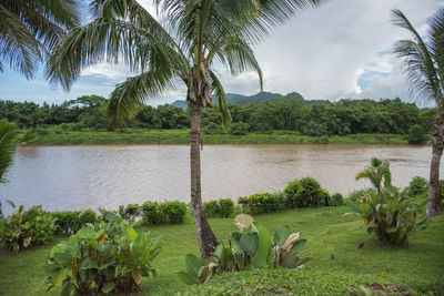 Scenic view of palm trees by plants against sky