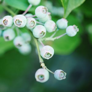 Close-up of flower buds