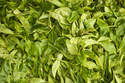 Tea plucking on plantation in sri lanka