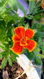 Close-up of orange flower blooming outdoors