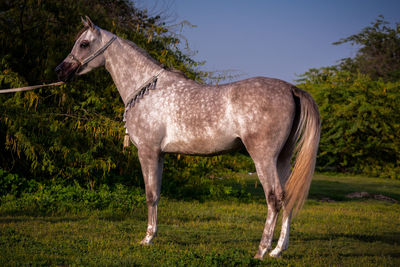 Horse standing in a field