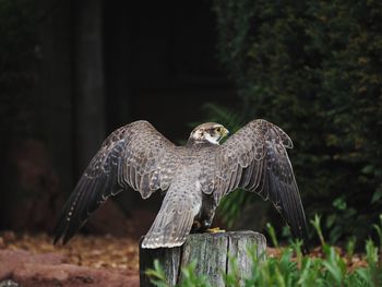 Bird flying over a wooden post