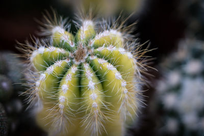 Close-up of prickly pear cactus