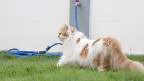 Side view of a cat looking away