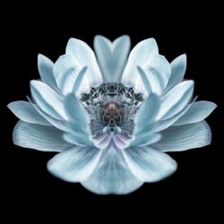 Close-up of white flower against black background