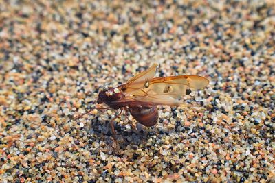 Close-up of insect on pebbles at beach