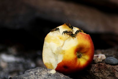 Close-up of insect on fruit