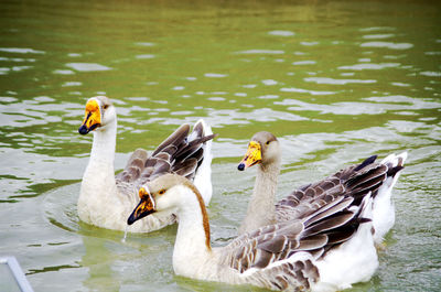 Swans swimming in lake