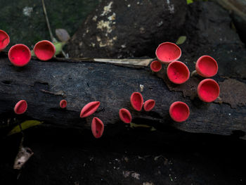 High angle view of red flowering plant