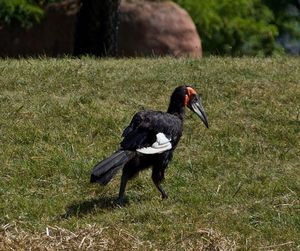 Black bird on field