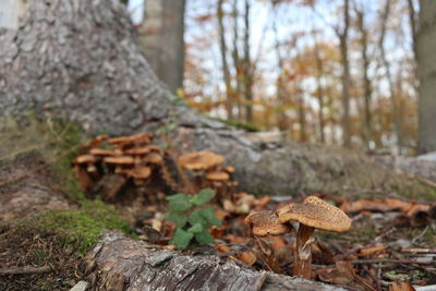 Mushroom growing on field