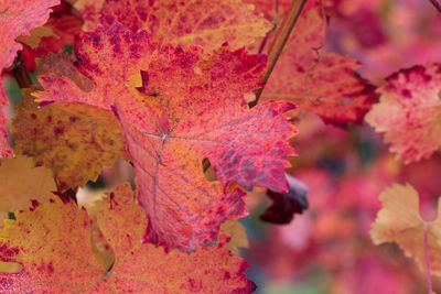 Close-up of autumnal leaves on tree