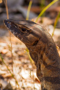 Close-up of lizard on land