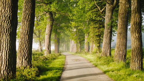 Footpath amidst trees in forest