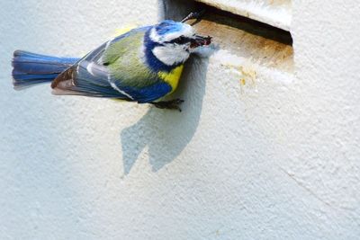 Close-up of parrot perching