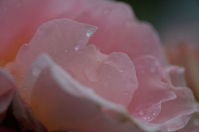 Close-up of wet pink rose