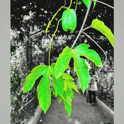 Close-up of ivy growing on tree