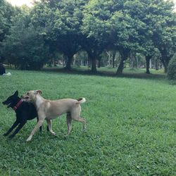 Dog on field against trees