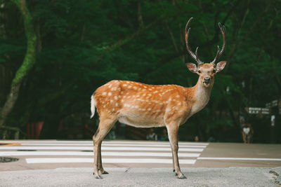 Deer standing on road