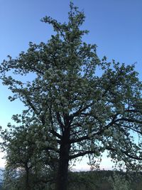 Low angle view of trees against blue sky