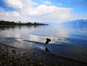 Man swimming in a lake