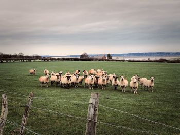 Flock of sheep on field