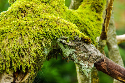 Close-up of lizard on tree trunk