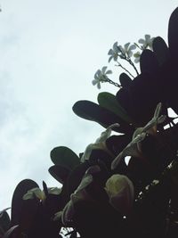 Low angle view of plants against sky
