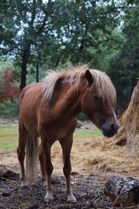 Horse standing on field against trees