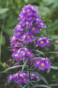 Close-up of purple flowering plants in park