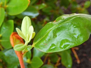 Close-up of plant