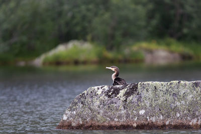 Bird perching on rock