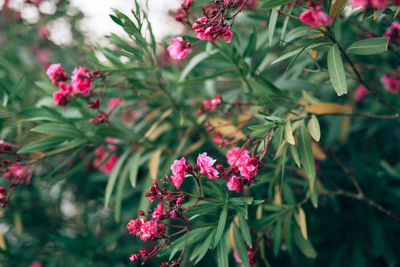 Close-up of pink flowering plants