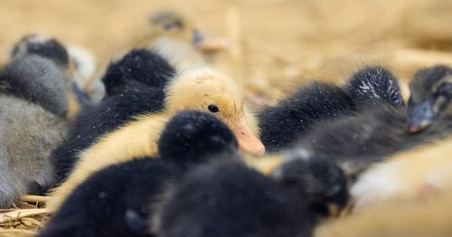 Close-up of young birds