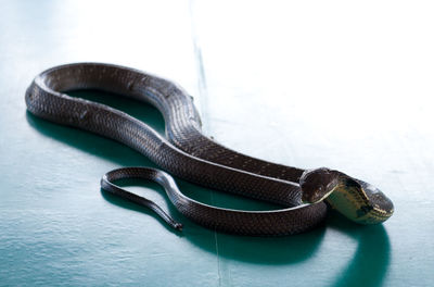 Close-up of shoes on table against white background